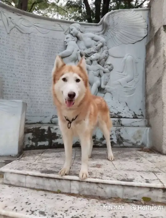 Joyful Dog by Monument Captures Peaceful Moment – AI Generated Video | Hailuo AI