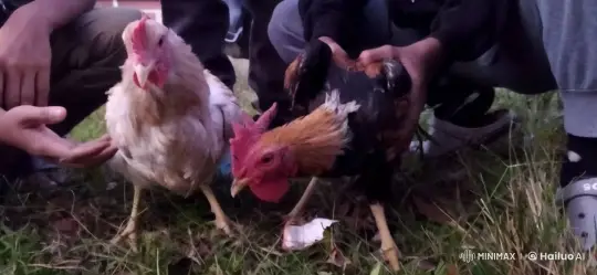 Cockfighting Scene: Two Roosters Prepare and Display Aggression – AI Generated Video | Hailuo AI
