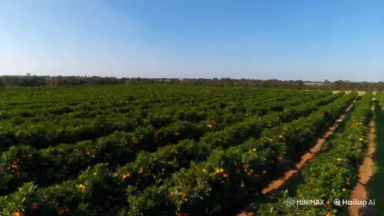 Aerial Drone View of a Thriving Orange Farm – AI Generated Video | Hailuo AI