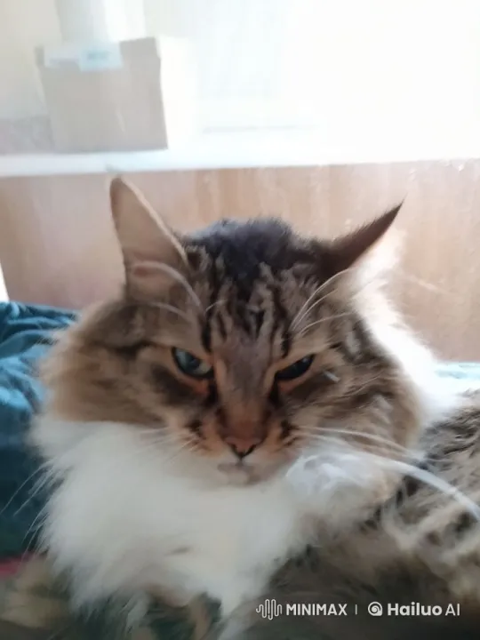 Cat Settles Comfortably for a Peaceful Sleep – AI Generated Video | Hailuo AI