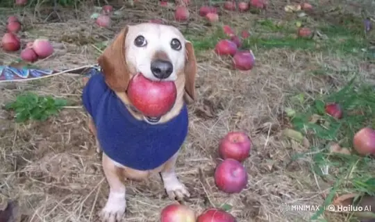 Puppy and Kitten Duel with Lightsabers in Apple Orchard – AI Generated Video | Hailuo AI