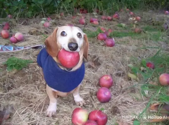 Dog Escapes Gorilla, Breakdances, and Flies with Propeller Feet – AI Generated Video | Hailuo AI