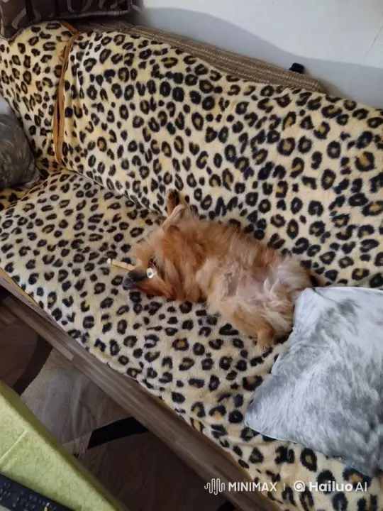 Dancing Dog on Leopard-Print Blanket – AI Generated Video | Hailuo AI