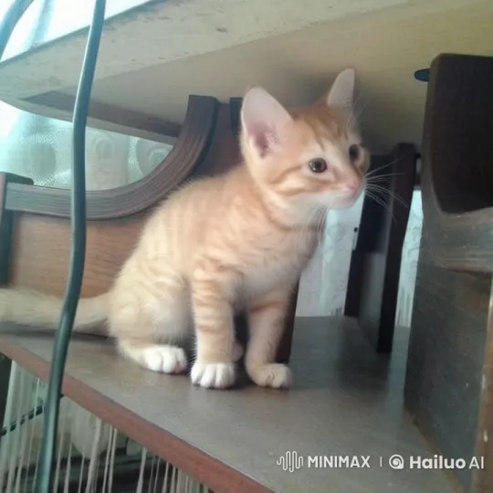 Adorable Orange Tabby Kitten Observes Surroundings – AI Generated Video | Hailuo AI