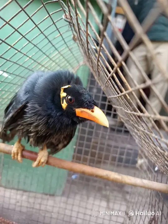 Curious Black Bird in Tranquil Metal Cage – AI Generated Video | Hailuo AI