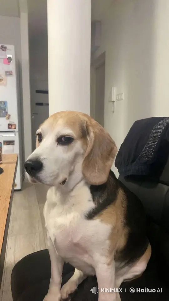 Cristiano Ronaldo Plays Volleyball with a Beagle – AI Generated Video | Hailuo AI