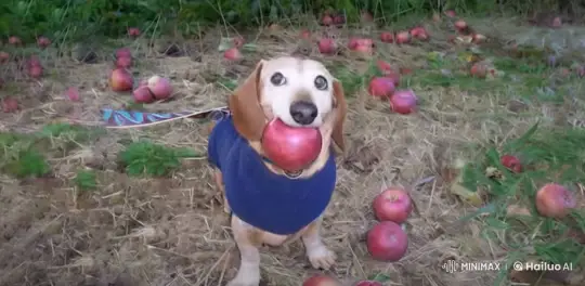 Small Dog with Apple Meets Roblox Players at HQ – AI Generated Video | Hailuo AI