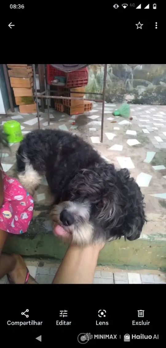 Peaceful Moment: Person Caring for Curly-Furred Dog – AI Generated Video | Hailuo AI