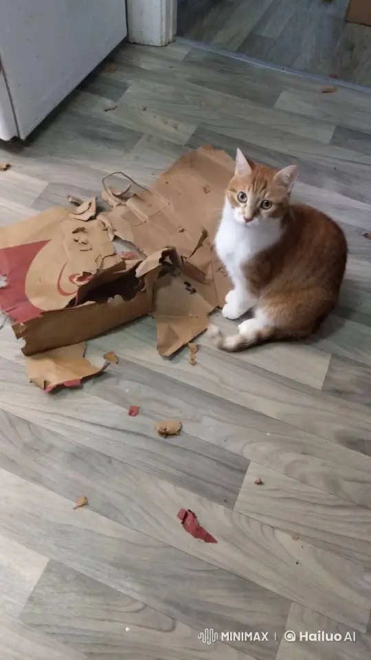 Playful Cat Attacks Paper Bag on Wood Floor – AI Generated Video | Hailuo AI