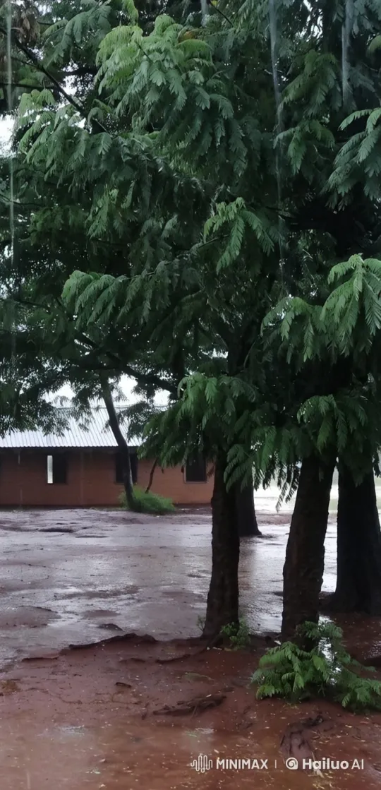 Tranquil Rainy Scene with Swaying Trees and Rustic Building – AI Generated Video | Hailuo AI
