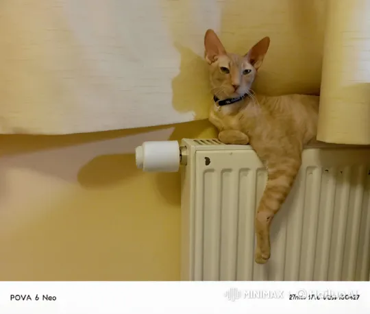Cat Exerts Strength, Destroys Wall with Powerful Strike – AI Generated Video | Hailuo AI