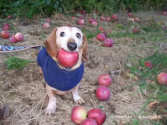 Dog in Orchard Reacts to Exploding Apple – AI Generated Video | Hailuo AI