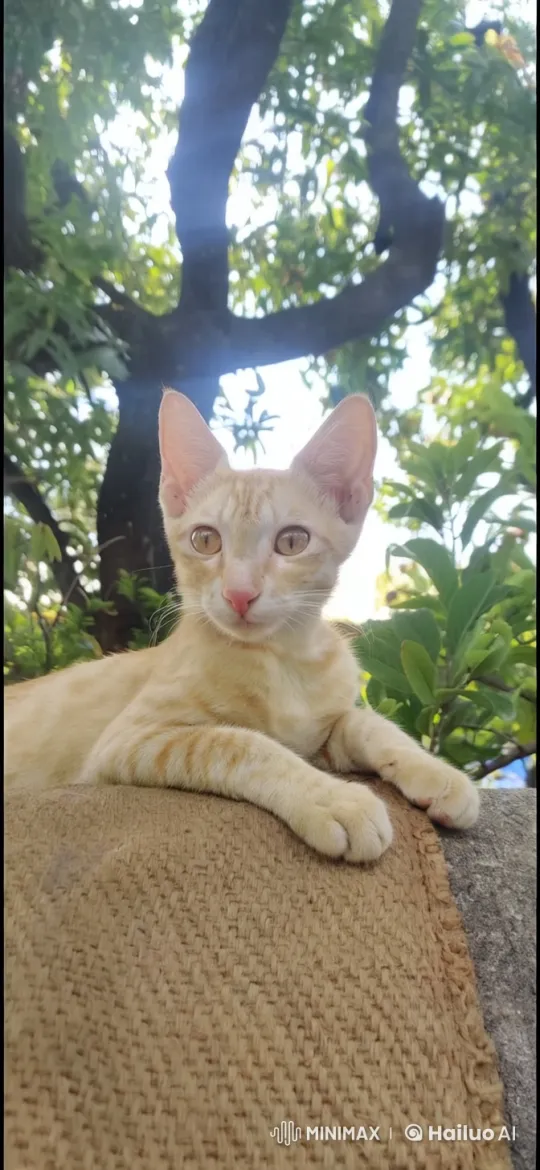 Tranquil Tabby Cat in Lush Nature Setting – AI Generated Video | Hailuo AI