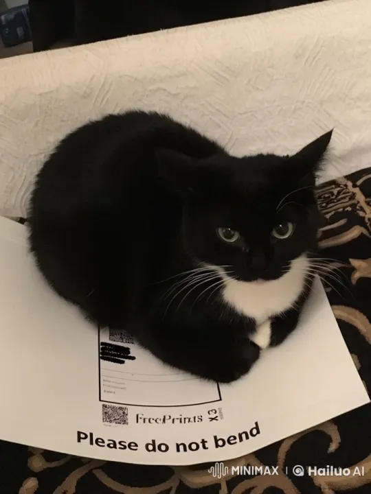 Relaxed Cats Sitting on 'Please Do Not Bend' Paper – AI Generated Video | Hailuo AI