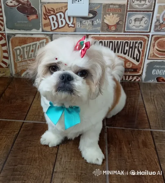 Whimsical Floating Dog in Dreamlike Scene – AI Generated Video | Hailuo AI