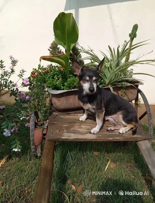 Tranquil Garden with Stationary Dog on Cart – AI Generated Video | Hailuo AI
