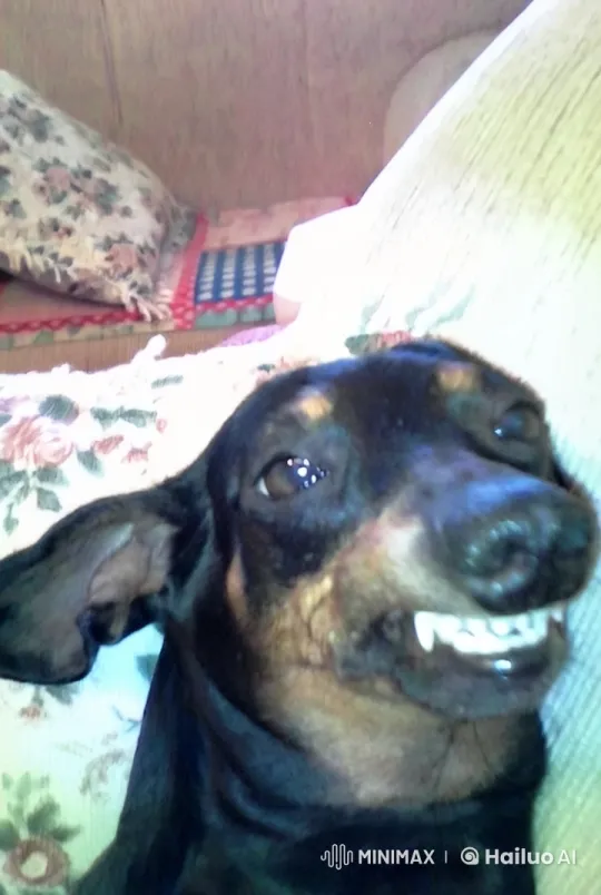 Laughing Puppy Video – AI Generated Video | Hailuo AI