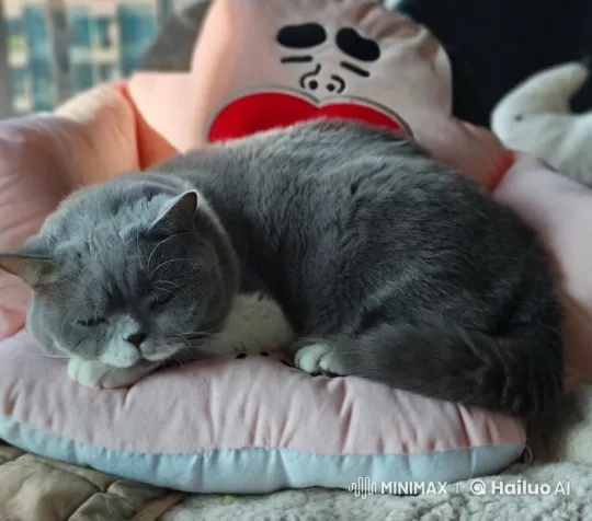 Grey Cat Napped, White Cat Awakens with Playful Tussle – AI Generated Video | Hailuo AI