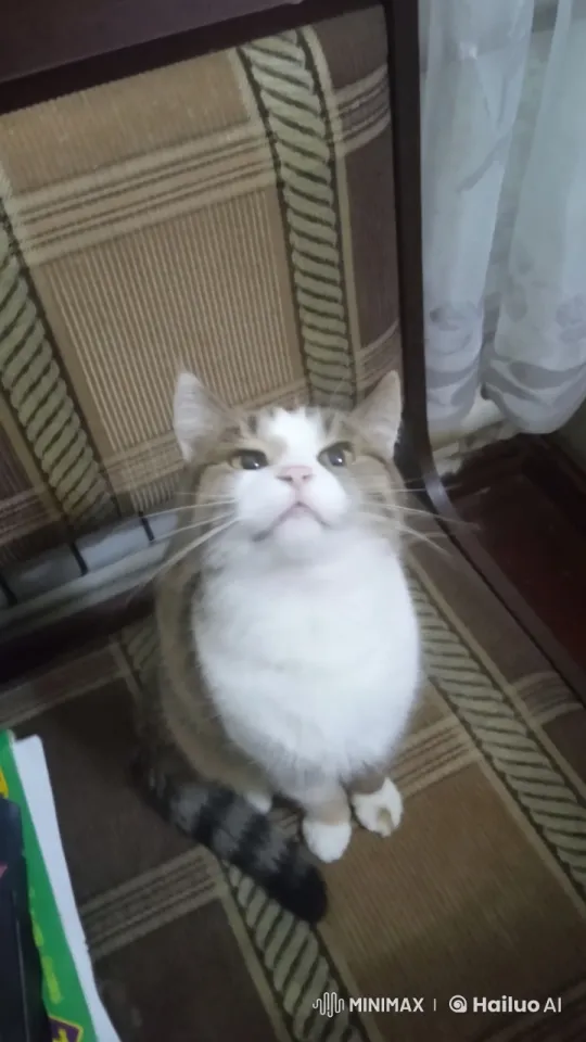 Curious Cat Watches Burning Apple on Chair Cushion – AI Generated Video | Hailuo AI