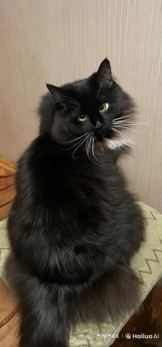 Fluffy Cat Catches Fish in Aquarium Splash – AI Generated Video | Hailuo AI