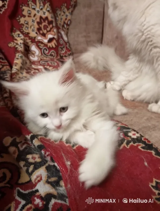 Curious Kitten and Dog Eating Waste Captured – AI Generated Video | Hailuo AI