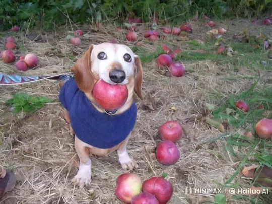 Dachshund Pulls Out RPG in Peaceful Apple Orchard – AI Generated Video | Hailuo AI