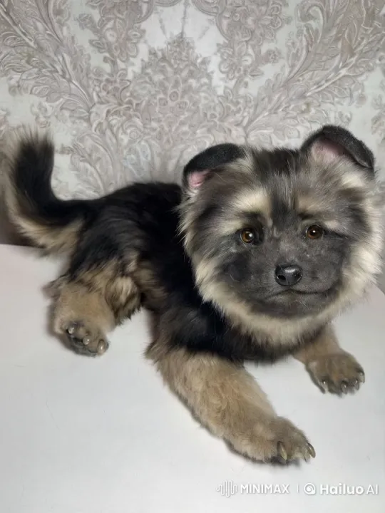 Adorable Dog Resting with Gentle Expressions – AI Generated Video | Hailuo AI
