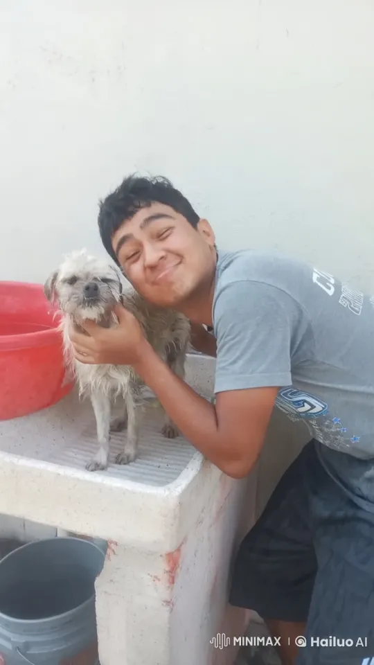 Dog Falls from Washbasin, Man Comforts Frightened Pet – AI Generated Video | Hailuo AI