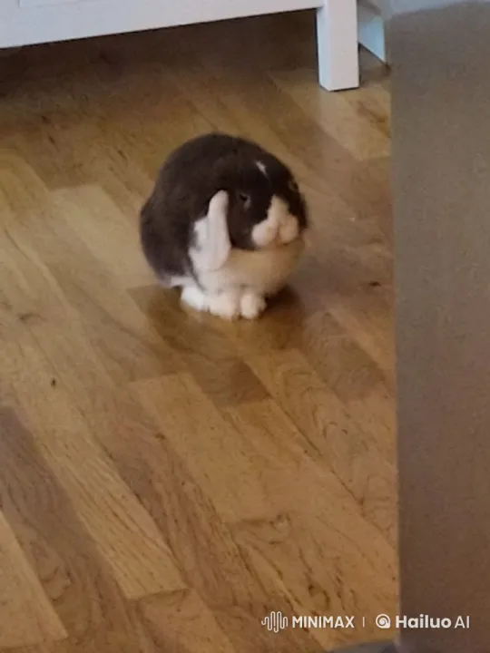 Fluffy Rabbit Performs Backflips and Drifting Tricks – AI Generated Video | Hailuo AI