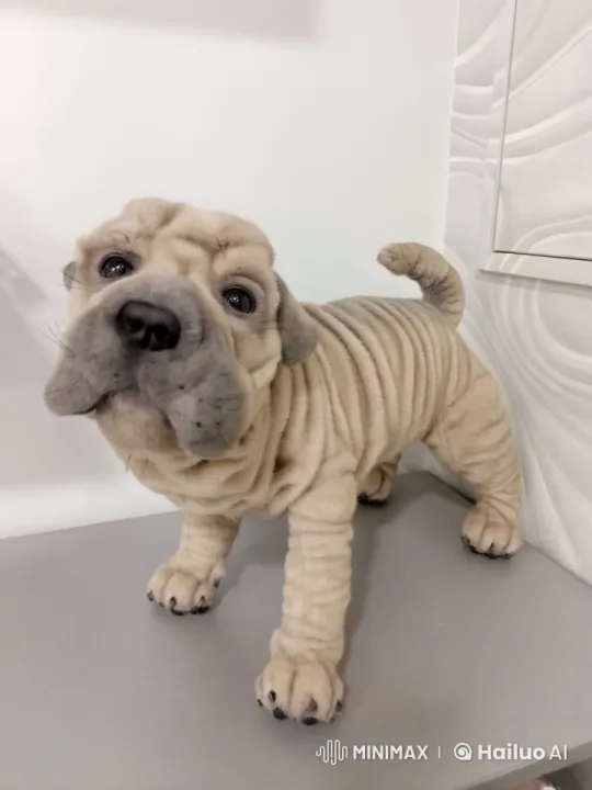 Adorable Shar Pei Puppy Examines Camera – AI Generated Video | Hailuo AI