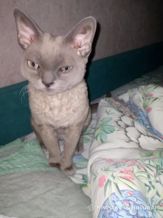 Playful Grinch Surprises Cat in Whimsical Live2D Scene – AI Generated Video | Hailuo AI