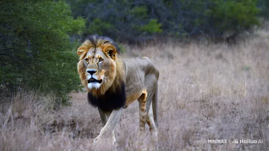 Lion Walking Through the Bush – AI Generated Video | Hailuo AI