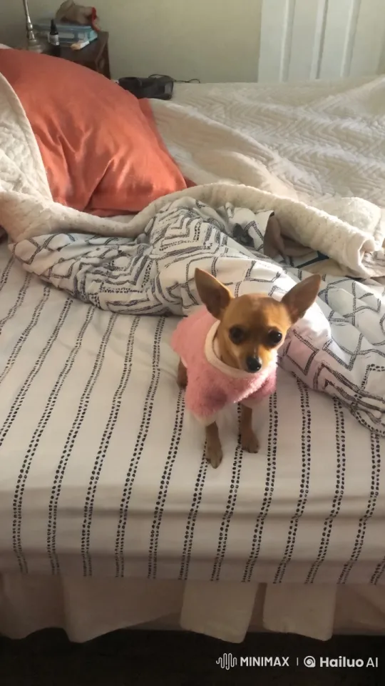 Playful Puppy in a Cozy Bedroom – AI Generated Video | Hailuo AI