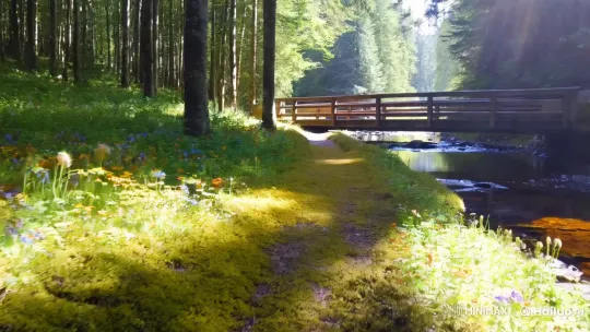 Enchanted Forest Path: Sunlit Beauty and Serenity – AI Generated Video | Hailuo AI
