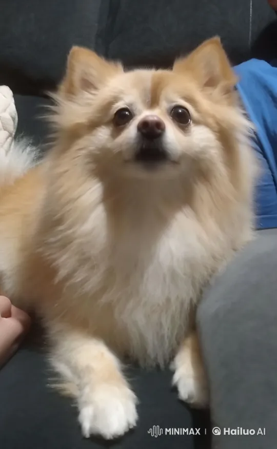 Spiderman Runs with Pomeranian in Joyful Outdoor Adventure – AI Generated Video | Hailuo AI