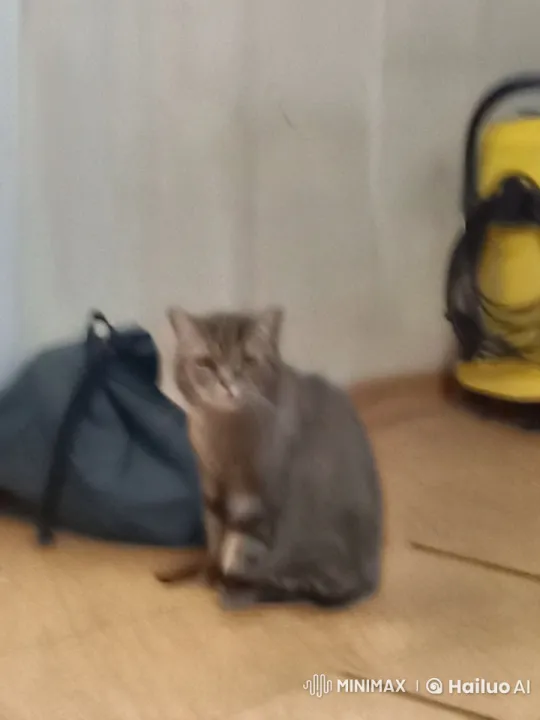 Curious Cat Tastes Unusual Bananas and Meat Patty – AI Generated Video | Hailuo AI