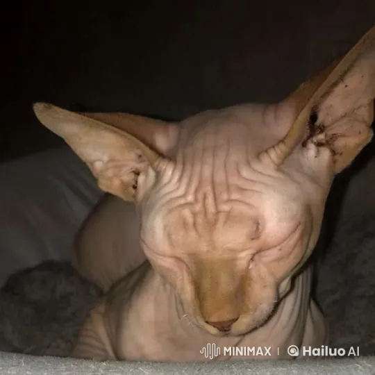 Sphynx Cat Wakes Up, Eats Whiskas Delightfully – AI Generated Video | Hailuo AI