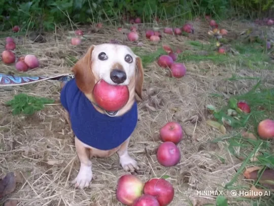 Sonic Chases Dog with Apple in Animated Live2D Scene – AI Generated Video | Hailuo AI