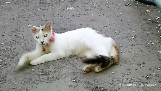 White and Brown Cat Approaches with Affection in Live2D – AI Generated Video | Hailuo AI