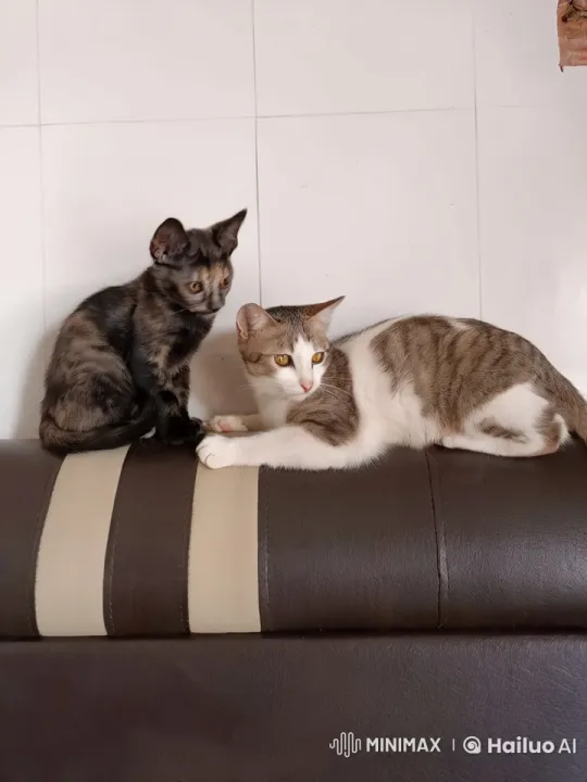 Cats Engage in Playful Kung Fu Fight on Couch – AI Generated Video | Hailuo AI