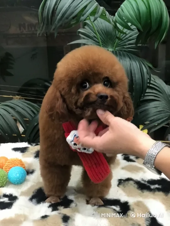 Poodle Enjoys Cozy Spa Day with Gentle Grooming – AI Generated Video | Hailuo AI