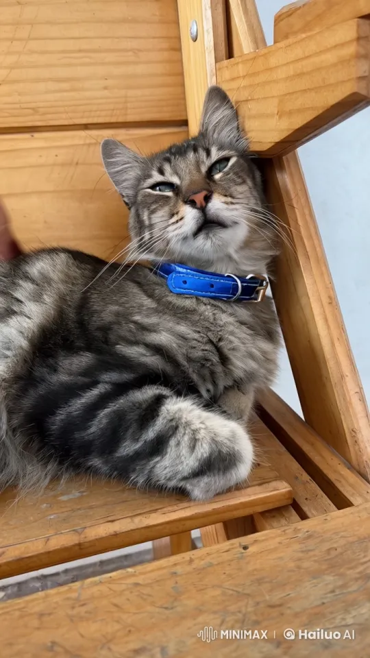 Feline Mimics Human Expressions with Laughter – AI Generated Video | Hailuo AI