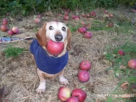 Dog Transforms into Apple, Explodes, Reveals Sonic – AI Generated Video | Hailuo AI