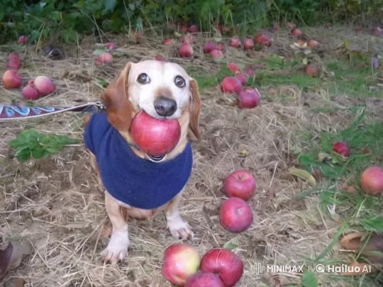 Dog Shares Golden Apple with Joyful Companion – AI Generated Video | Hailuo AI