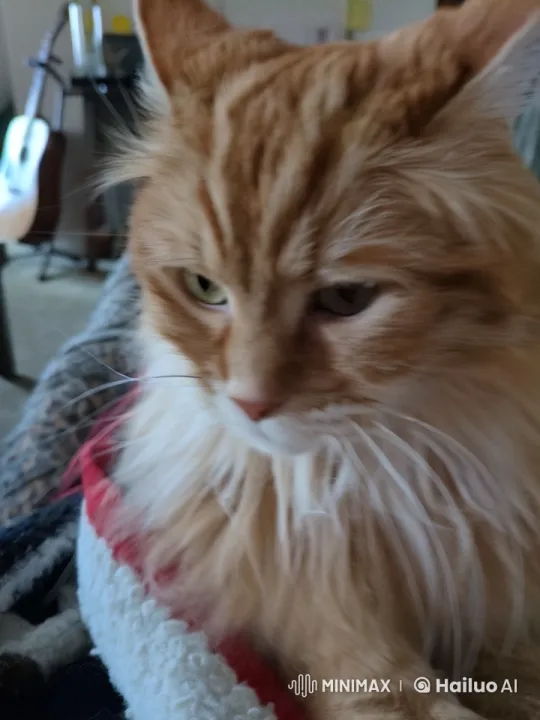Constable Peanut: The Flying Cat Constable's Playful Adventures – AI Generated Video | Hailuo AI