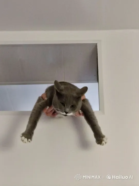 Cat Suspended in Air Examines Surroundings – AI Generated Video | Hailuo AI