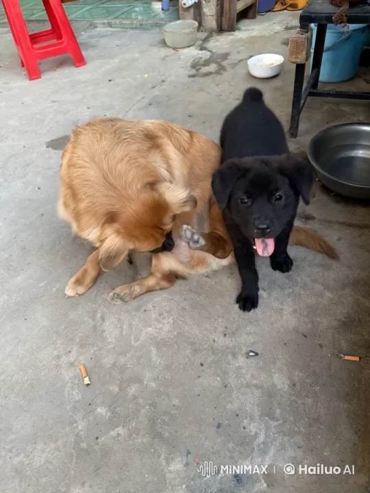 Dogs Playfully Mimic Martial Arts in Rustic Setting – AI Generated Video | Hailuo AI