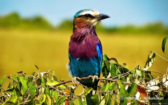 Colorful Bird on Branch Amidst Lush Greenery – AI Generated Video | Hailuo AI
