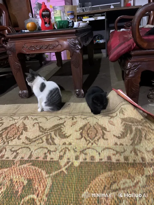 Cats Engage in Kung Fu Battle on Patterned Mat – AI Generated Video | Hailuo AI
