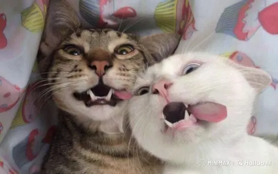 Playful Cats Mimic Silly Sparring Antics – AI Generated Video | Hailuo AI